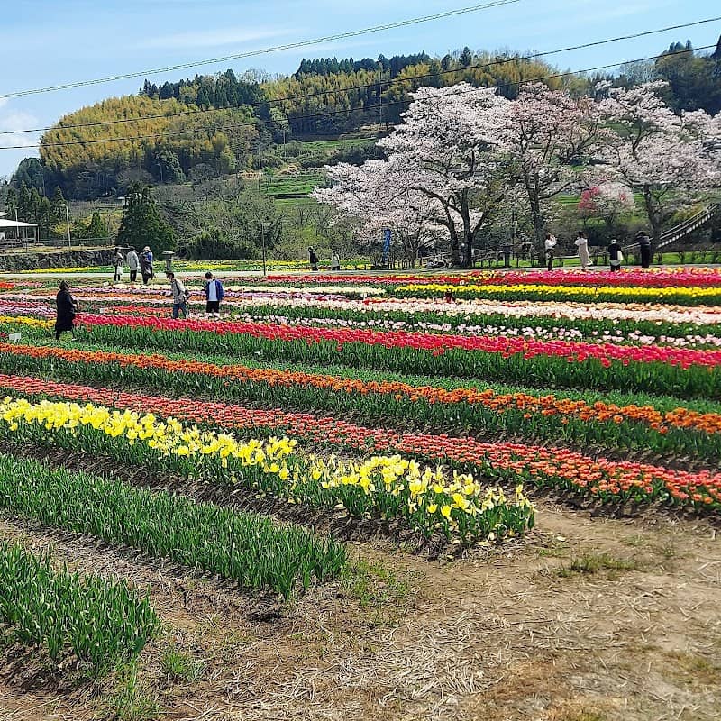 宇目のチューリップ会場 - Image 1