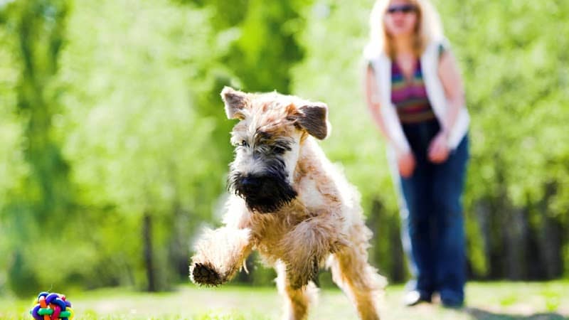 PAWS VALLEY DOG PARK - Image 1