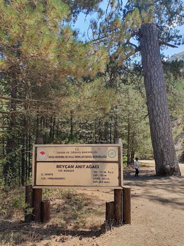 Beyçam Anıt Ağacı - Image 1
