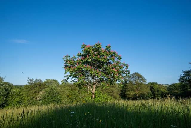 Sir Harold Finch Memorial Park - Image 1
