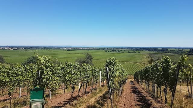 Sonnentempel am Heiligenberg - Image 2
