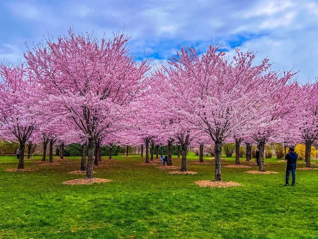 Centennial Park - Image 1