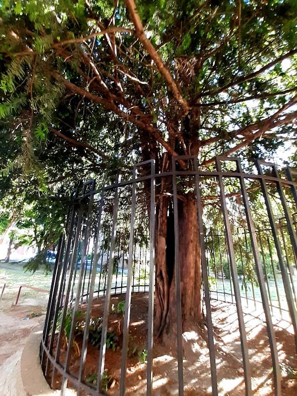 Protected Yew tree - Image 1