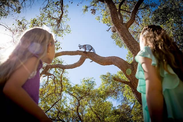 Whiteman Park Children's Forest - Image 3
