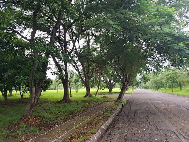 Senior Botanic Garden - Image 1