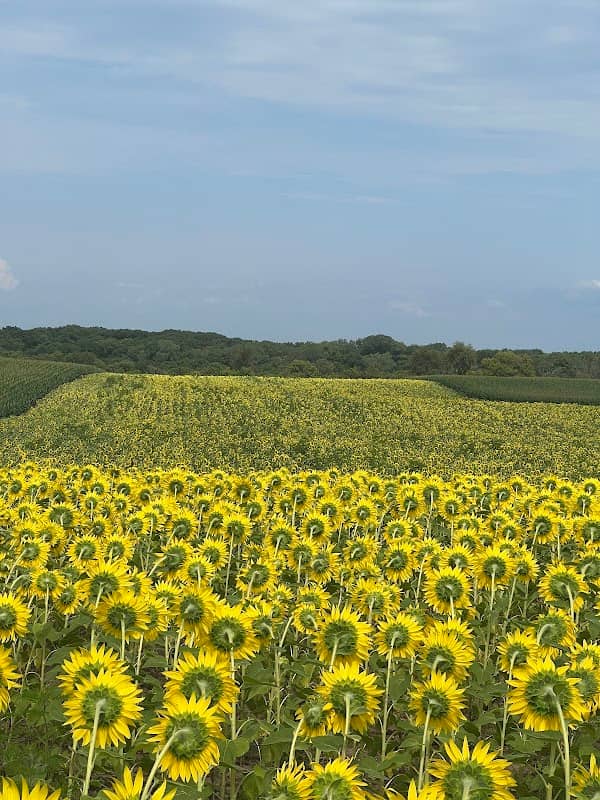 Shabbona Lake State Park Sunflower Field - Image 1