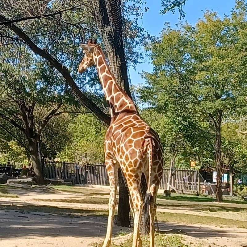 Brookfield Zoo - Image 1