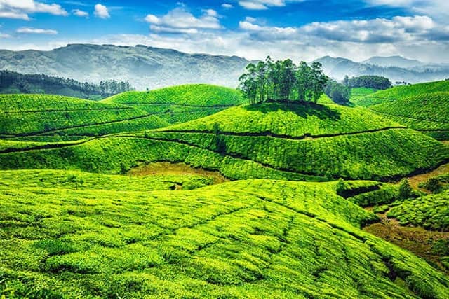 Kolukkumalai Tea Estate - Image 1