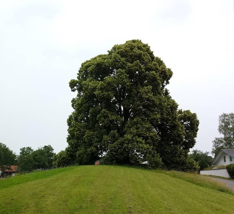 Der riese Baum - Image 1