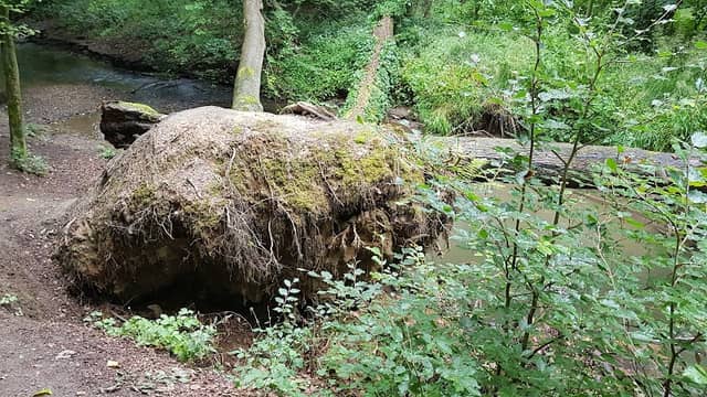 Wiembachallee - Image 1