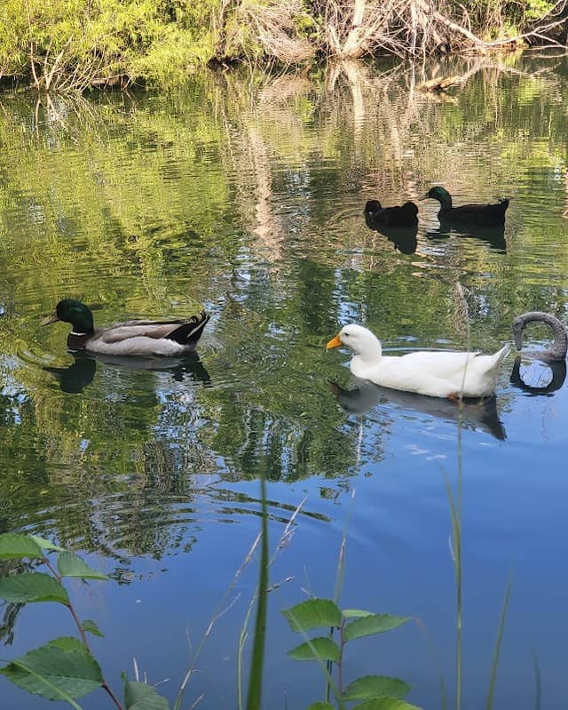 Lyndon Grace Duck Pond - Image 2