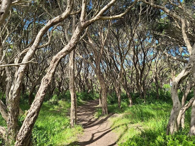 Two Bays Walking Track - Image 3