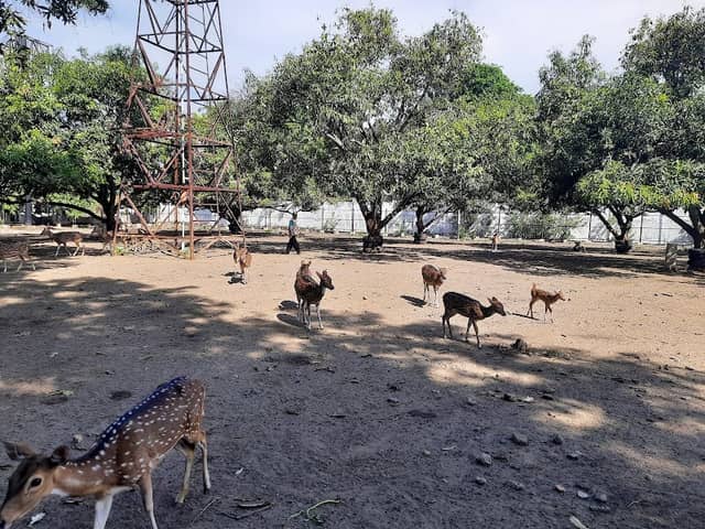 Taman Rusa Gedung Negara Cirebon - Image 1