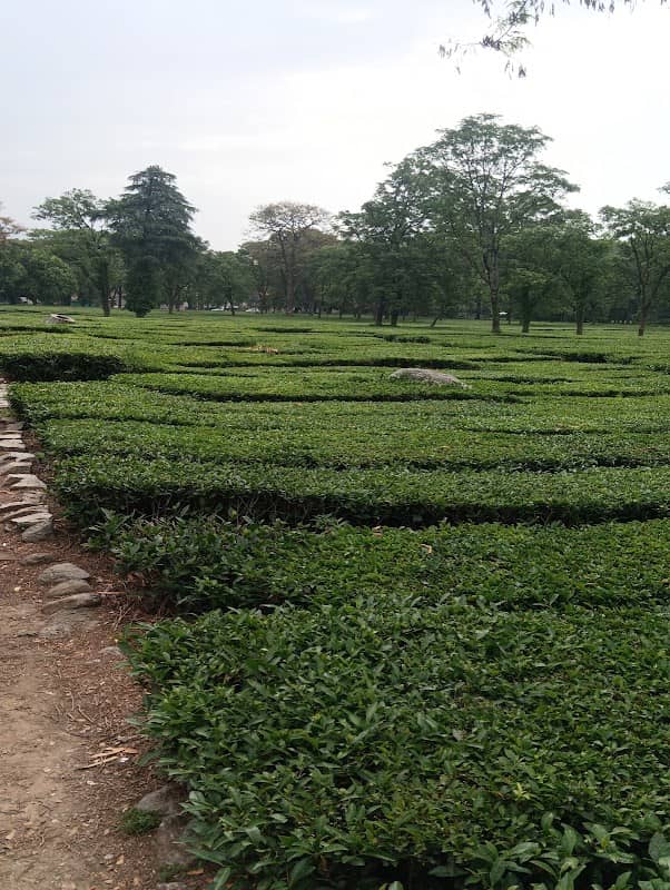 Palampur Tea Gardens - Image 1