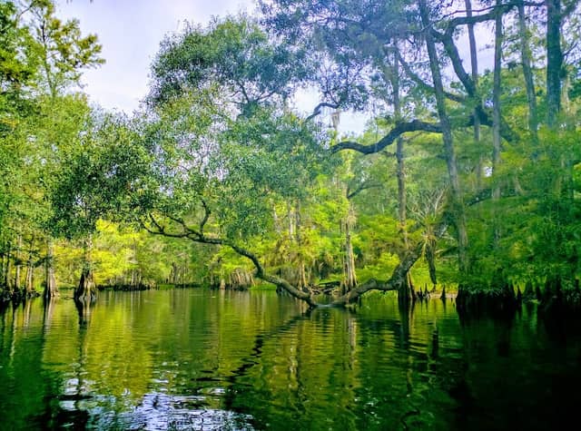 Fisheating Creek Wildlife Management Area - Image 2