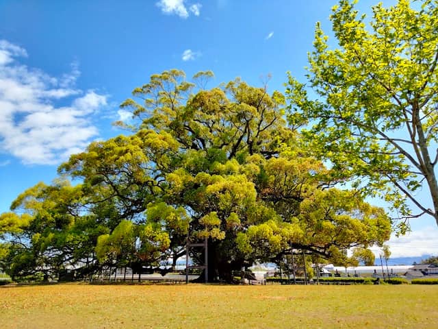 Jakushin Ryokuchi Park - Image 1