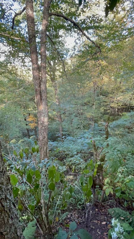 Oak Preserve - Image 1