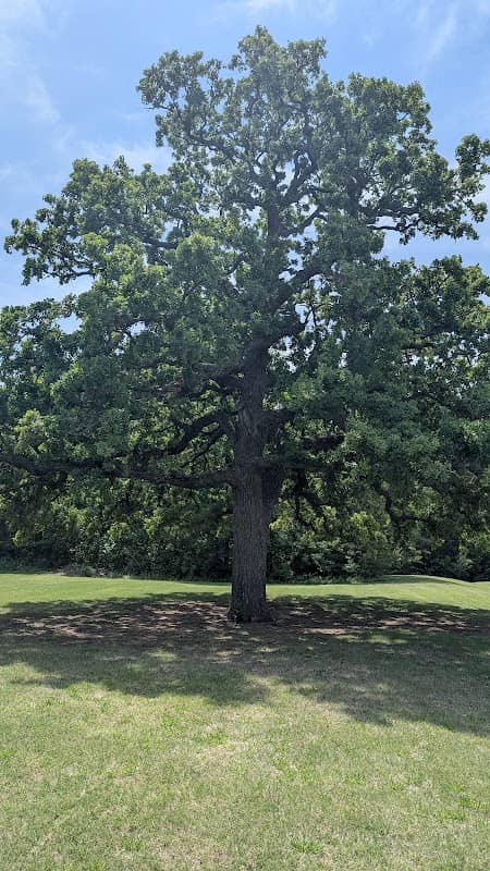 Daniel's Tree - Image 2