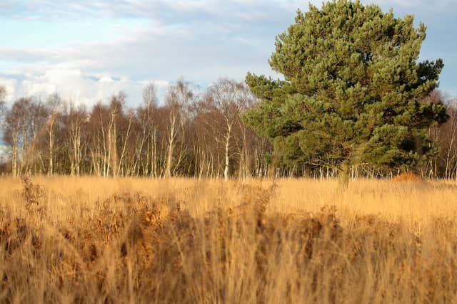 Crowle Moors - Image 2