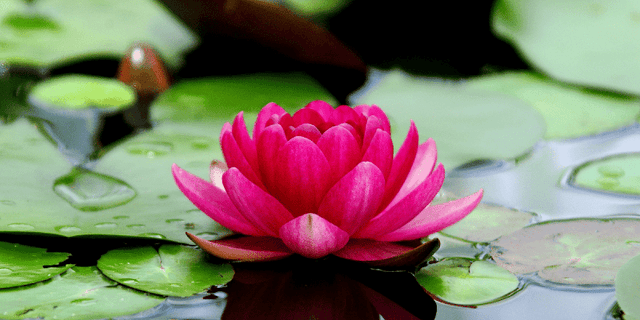 Lotus Park - Image 1