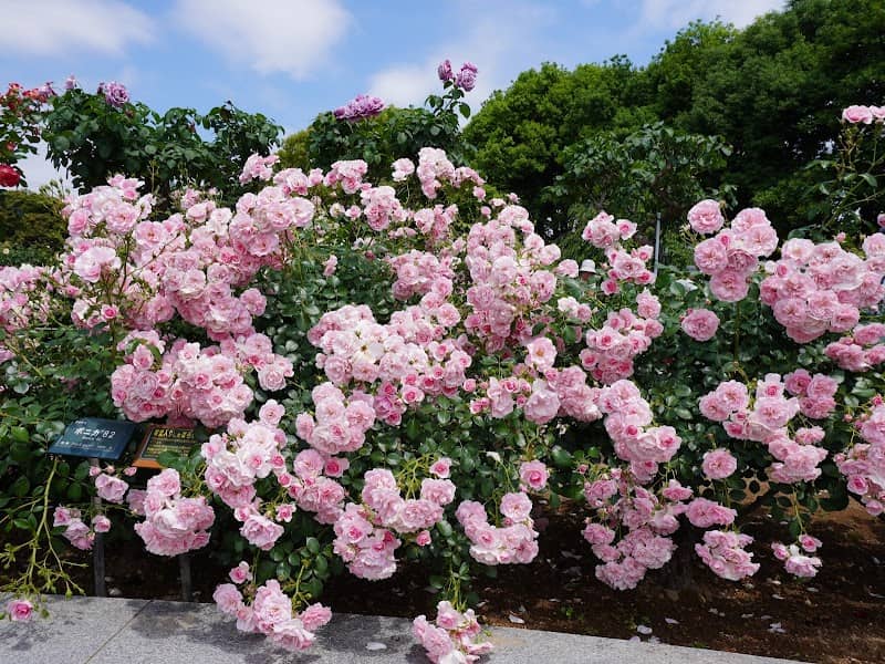 Bara Park - Image 1