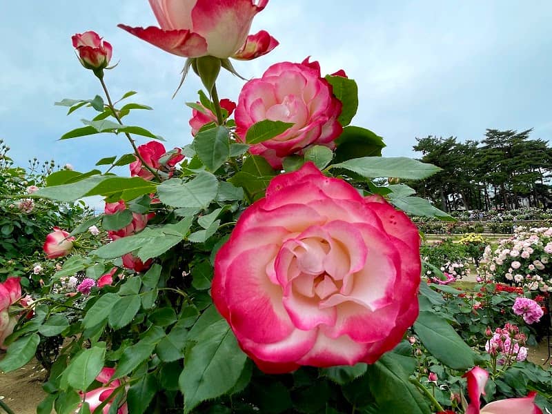 Bara Park - Image 3