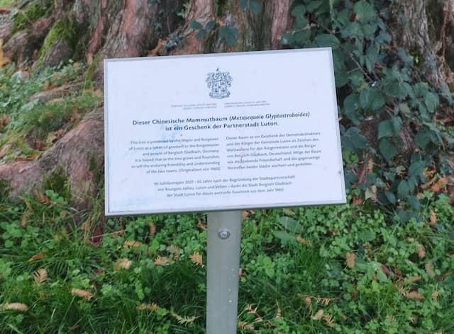 Chinesischer Mammut-Baum - Image 1