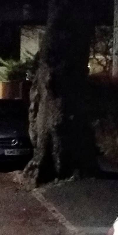 The Bear Tree - Image 1