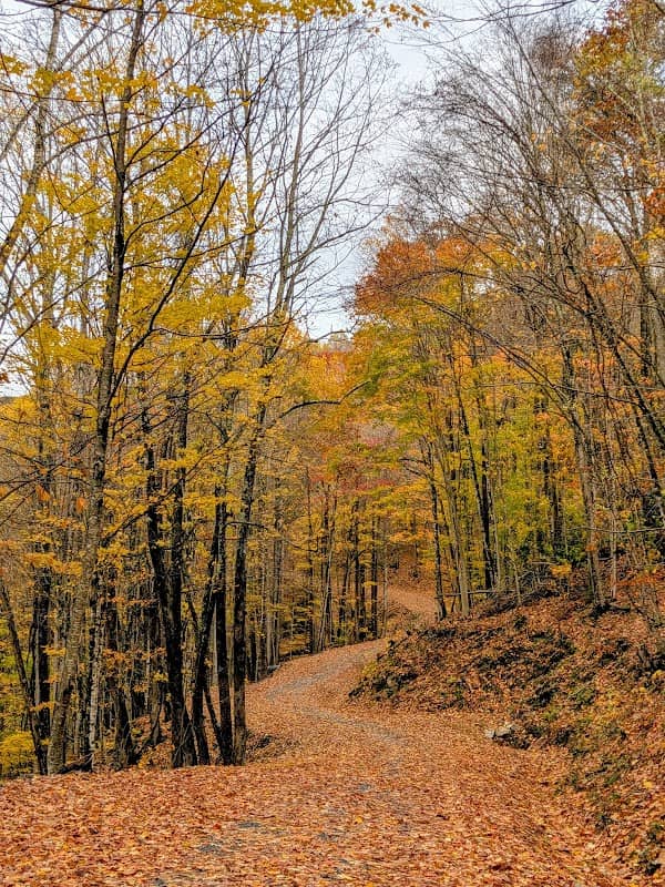 Sassafras Trail - Image 2