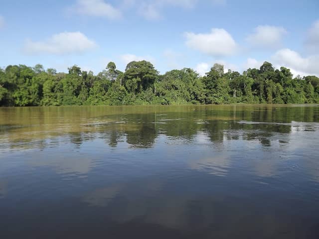 Kinabatangan Oxbow Lake - Image 1