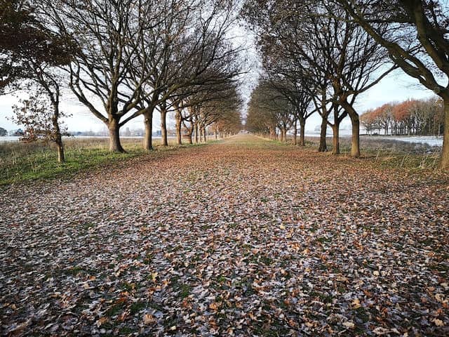 Althorp Tree Alley - Image 1