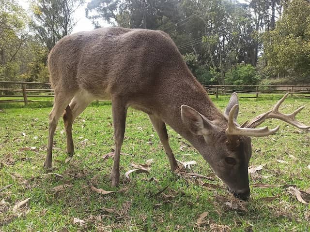 El Escondite del venado - Image 1