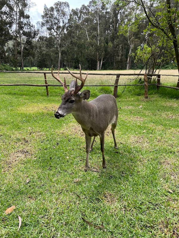El Escondite del venado - Image 2