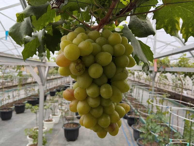 Agro Edu Wisata Markazkomobid - Image 1