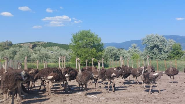 Caspian ostrich farm - Image 2