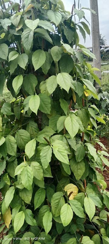 KEBUN BIZI AVOFARM - Image 1