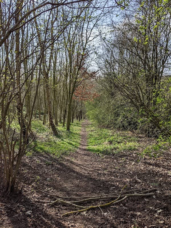 Sledge Wood - Image 2