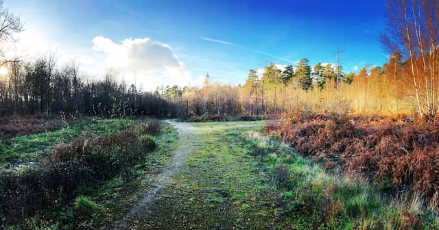 Footland Wood - Image 2