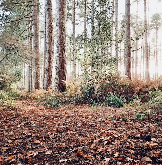 Footland Wood - Image 1