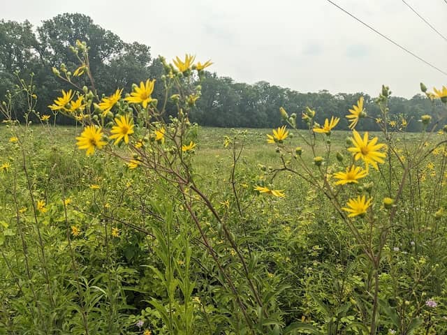 Trella Romine Prairie - Image 2