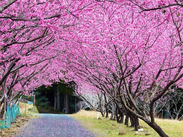 天竜相津 花桃の里 - Image 1