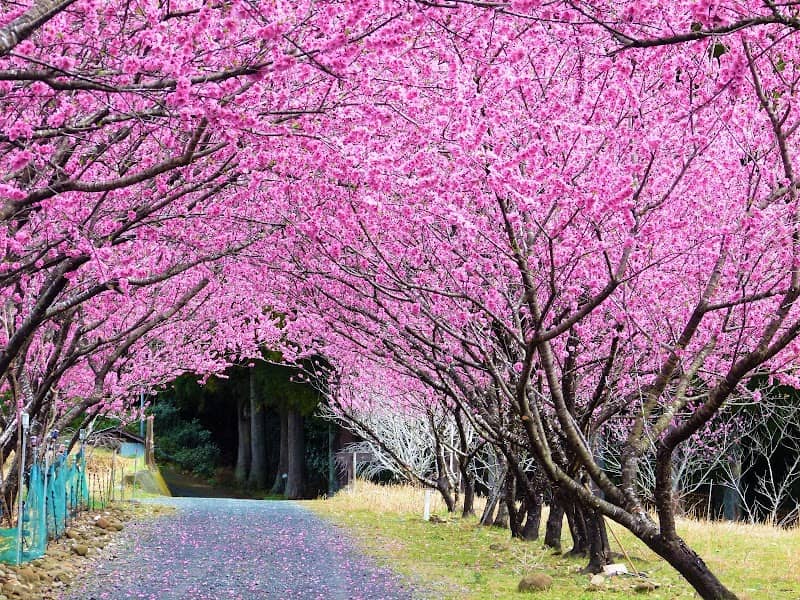 天竜相津 花桃の里 - Image 1