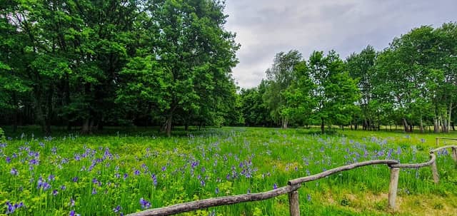 Rastišče sibirske perunike - Image 2