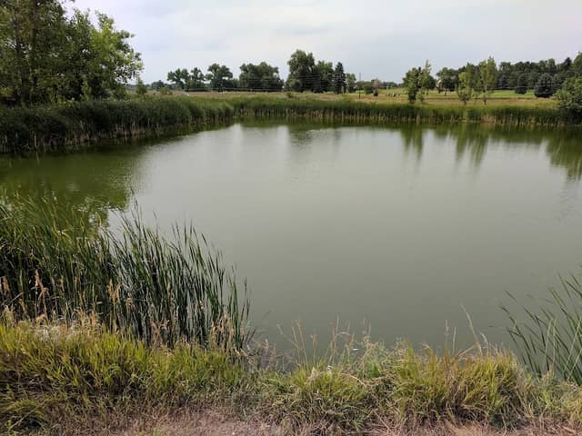 Ellie’s Pond - Image 1