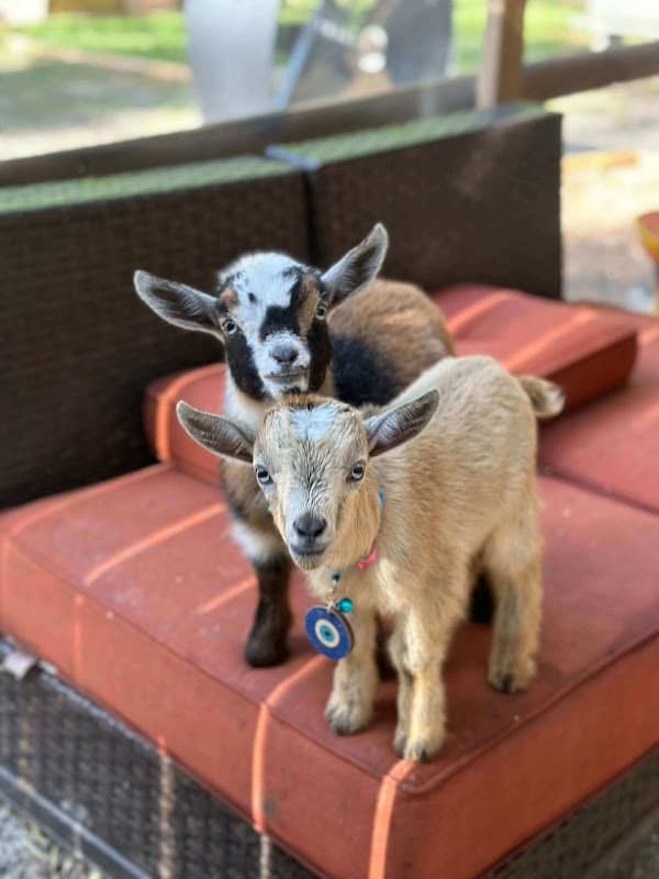 GGA Dwarf Goat Yoga - Image 1