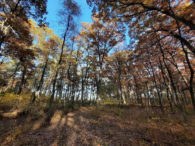 Fisher Oak Savanna Nature Preserve - Image 2