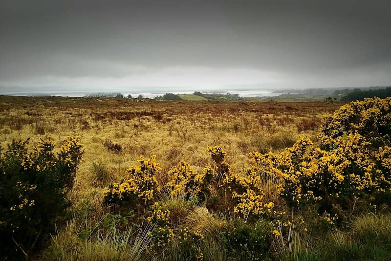 Newvillage Woods - Image 1