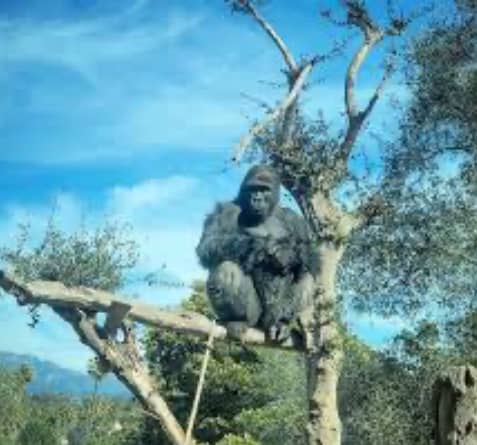 King Kong Hill - Image 1