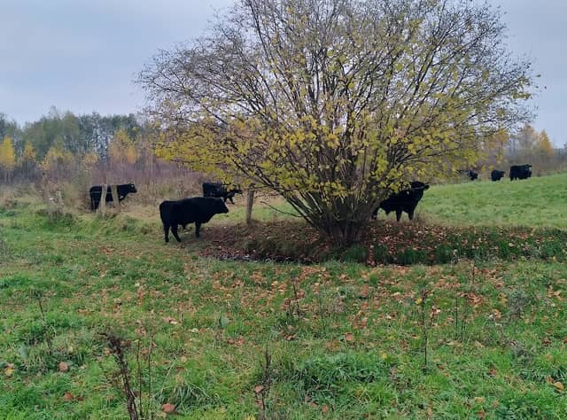 park De Musschenhorst - Image 1