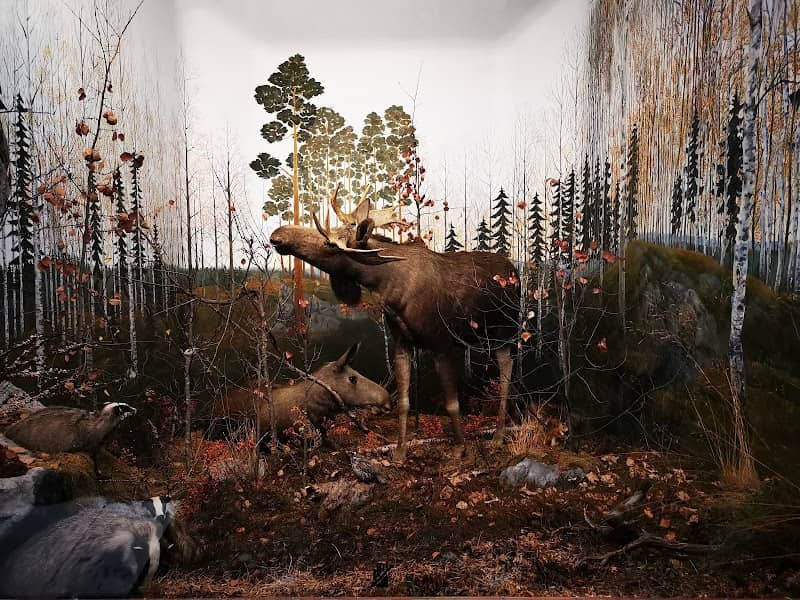 Turku Biological Museum - Image 2